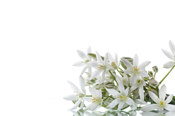 Ornithogalum umbellatum. Mooie witte bloemen. — Stockfoto