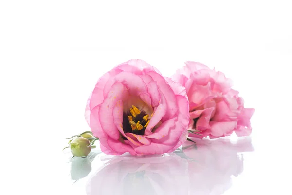 Belo buquê de flores lisianthus rosa — Fotografia de Stock