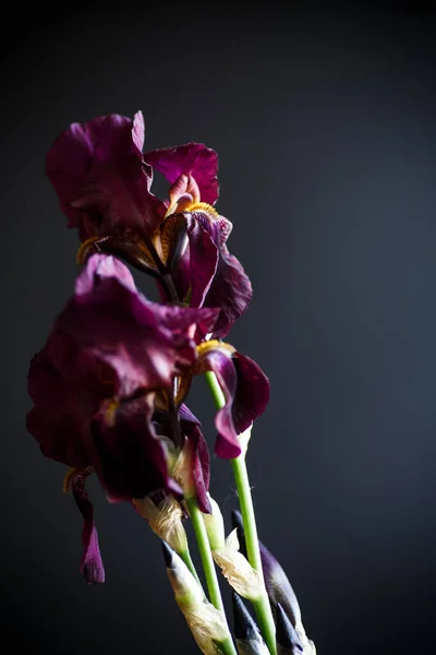 Lila virág írisz — Stock Fotó