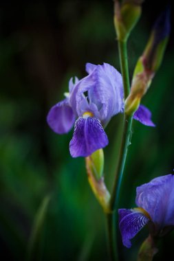 Iris çiçek mavi mor yaprakları ile