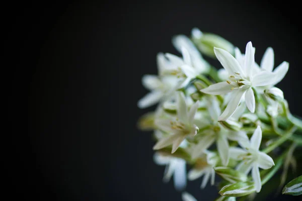 Snědek chocholičnatý. Krásné bílé květy. — Stock fotografie