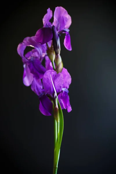 Irys kwiat purpurowy — Zdjęcie stockowe