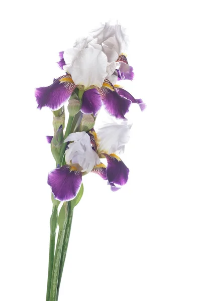 Irisblüte weiß mit lila Blütenblättern — Stockfoto
