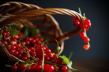 Sepette olgun kırmızı frenk üzümü