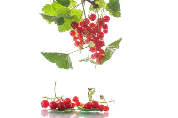 Fresh red currant — Stock Photo, Image