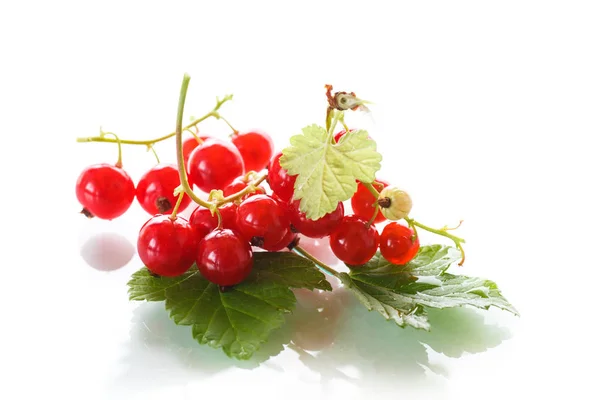 Fresh red currant — Stock Photo, Image