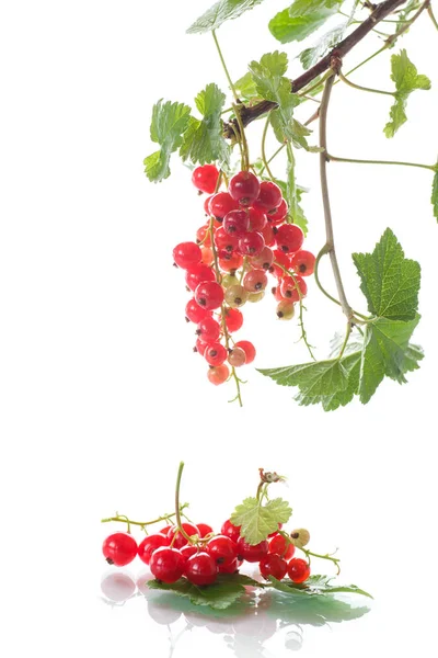 Färska röda vinbär — Stockfoto