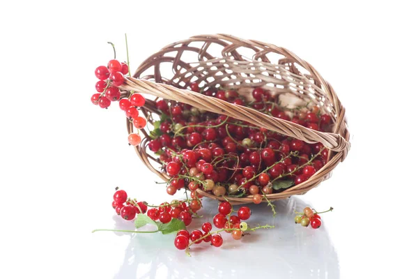 Groselha vermelha madura em uma cesta — Fotografia de Stock