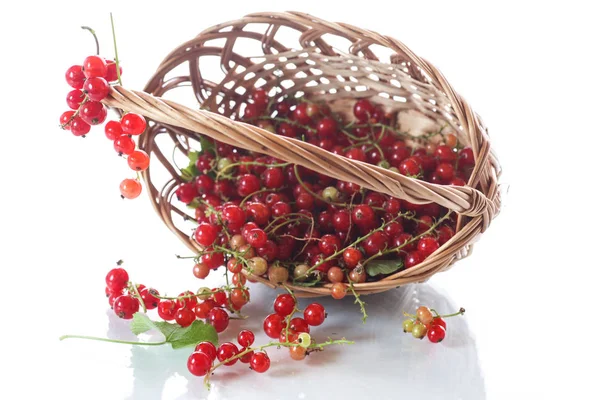 Groselha vermelha madura em uma cesta — Fotografia de Stock