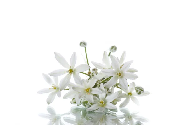Tükürük otu umbellatum. Güzel beyaz çiçekler. — Stok fotoğraf
