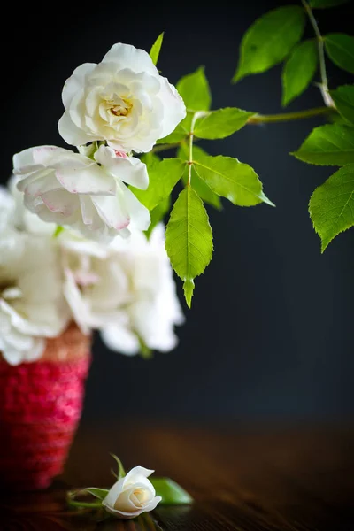 Ανθίζοντας όμορφο λευκό τριαντάφυλλο — Φωτογραφία Αρχείου