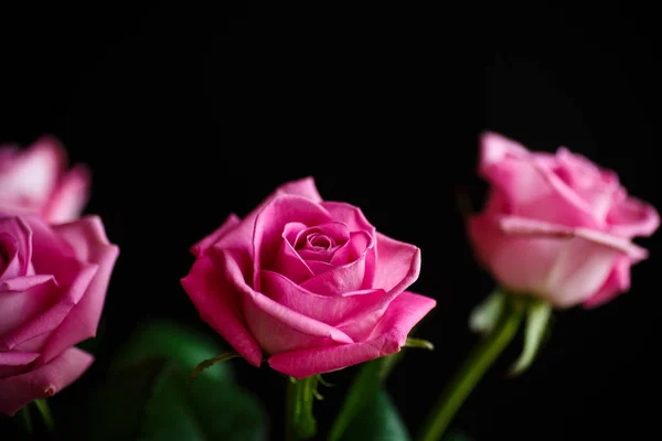 Όμορφο ροζ τριαντάφυλλο — Φωτογραφία Αρχείου