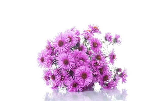 Bukett med vackra lila krysantemum — Stockfoto