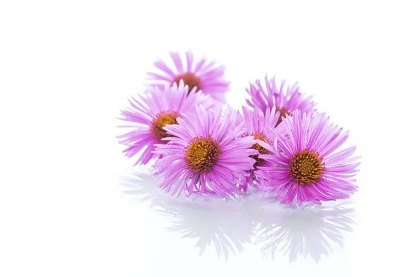 Kleine schöne Chrysanthemenblüten — Stockfoto