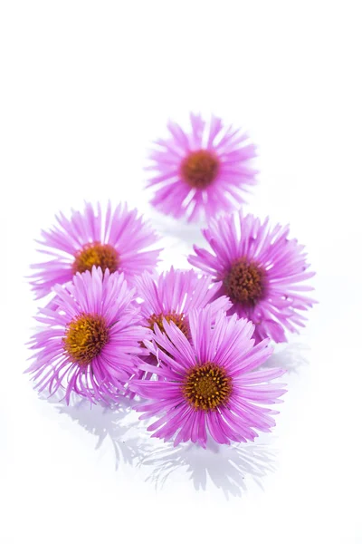 Small beautiful chrysanthemum flowers — Stock Photo, Image
