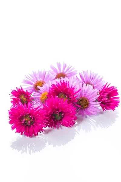 Pequeñas flores de crisantemo hermosas — Foto de Stock