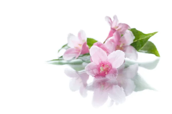 Beautiful flowers Weigela — Stock Photo, Image