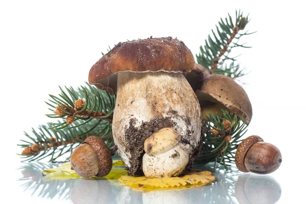 Mushroom Boletus isolated on White Background — Stock Photo, Image
