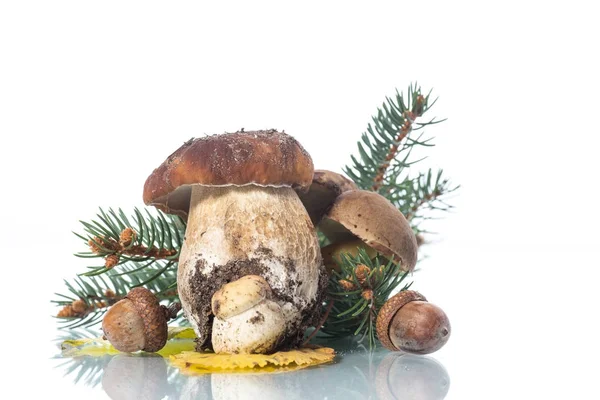 Mushroom Boletus isolated on White Background — Stock Photo, Image