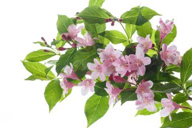 Güzel çiçekler Weigela