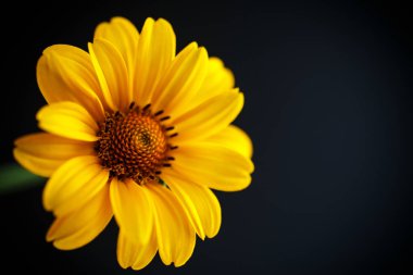 Sarı papatya buketi