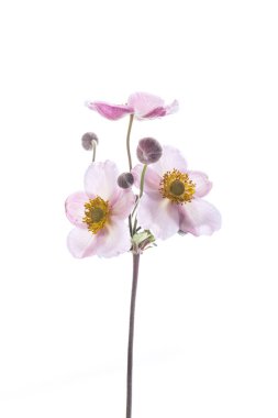 sevimli pembe çiçekler