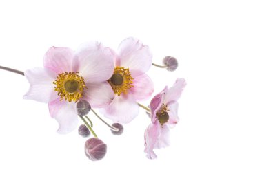 sevimli pembe çiçekler