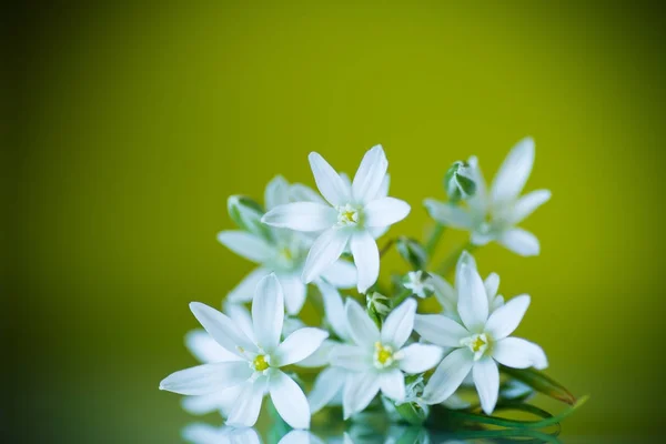 Tükürük otu umbellatum. Güzel beyaz çiçekler. — Stok fotoğraf