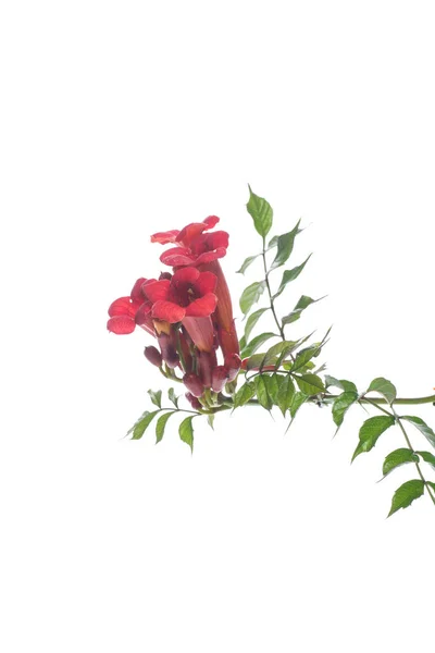Fiore rosso fioritura Campsis — Foto Stock