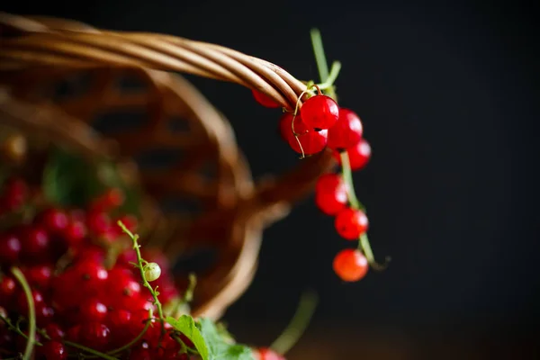 Ribes rosso maturo in un cesto — Foto Stock