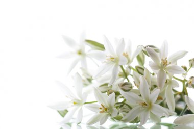 Tükürük otu umbellatum. Güzel beyaz çiçekler.