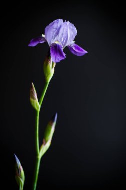 Iris çiçek mavi mor yaprakları ile