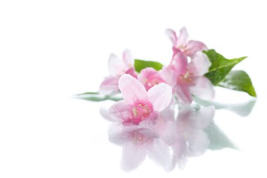 Güzel çiçekler Weigela