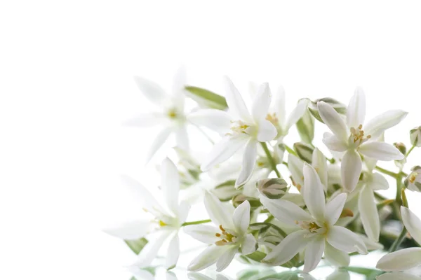 Ornithogalum umbellatum .Lindas flores brancas . — Fotografia de Stock