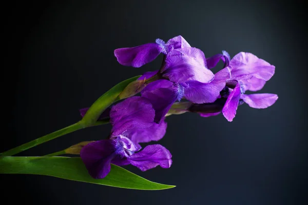 Flor púrpura iris —  Fotos de Stock