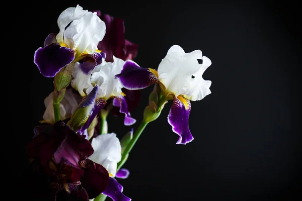Iris flor blanca con pétalos púrpura — Foto de Stock
