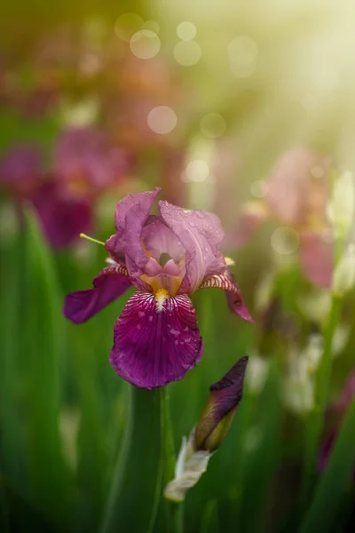 Beautiful flowers Irises — Stock Photo, Image