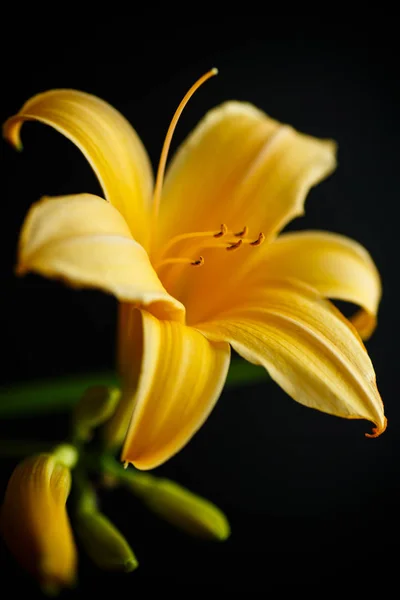 Hermoso lirio floreciente —  Fotos de Stock
