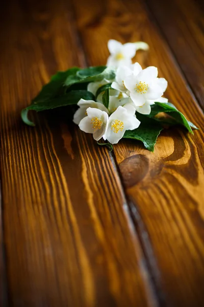 Λευκό λουλούδι γιασεμί — Φωτογραφία Αρχείου