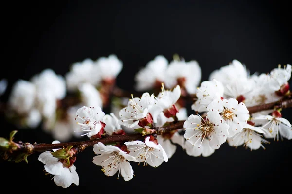 Rama de albaricoques florecientes de primavera —  Fotos de Stock