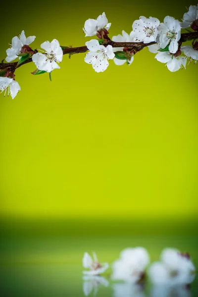 Branch of blooming spring apricots — Stock Photo, Image