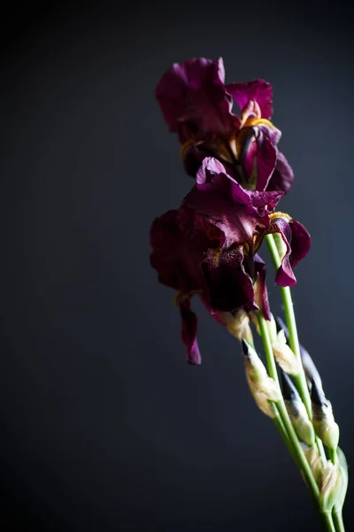 Цветок фиолетовый — стоковое фото