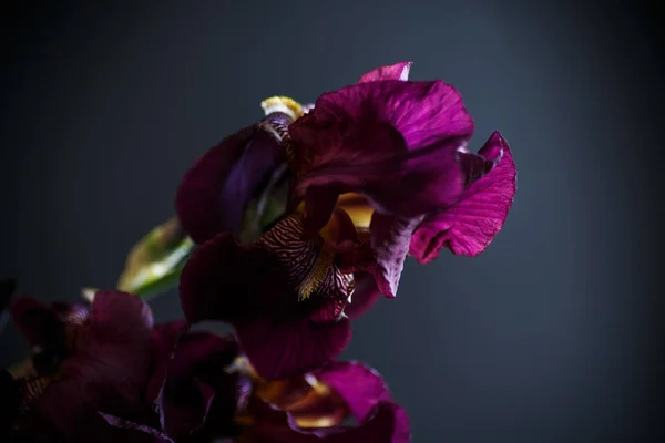 Η ίριδα μωβ λουλούδι — Φωτογραφία Αρχείου