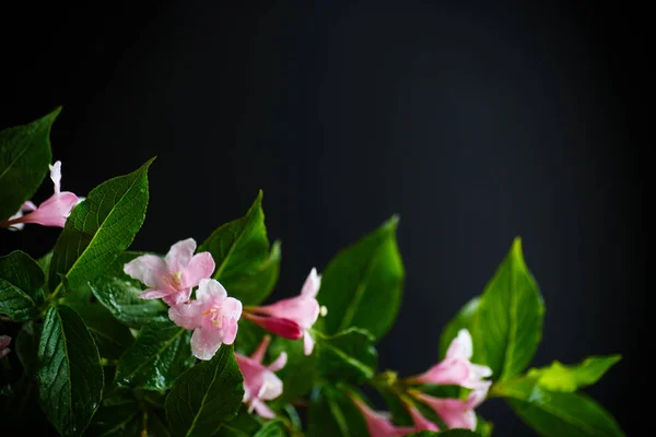 Красиві рожеві квіти Weigela — стокове фото