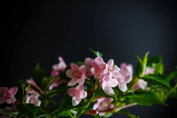 Szép rózsaszín virágokkal Weigela — Stock Fotó
