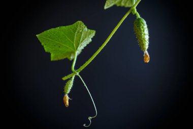 Salatalık büyüyen ile şube