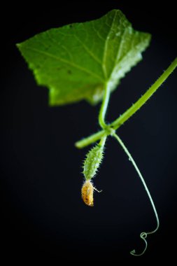 Salatalık büyüyen ile şube