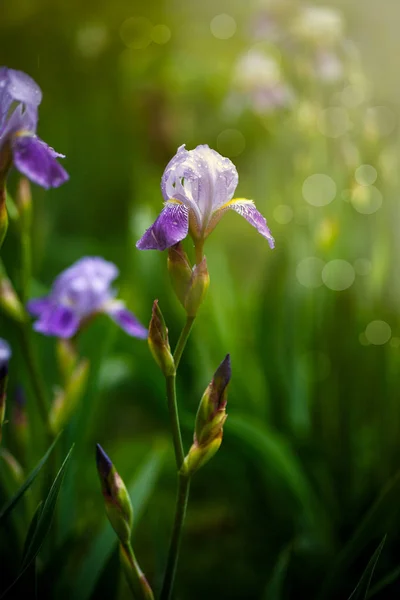 Schönes Veilchen mit weißen Blüten Schwertlilien — Stockfoto