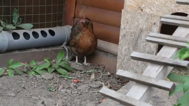 Pequeño pollo aprende a volar — Vídeo de stock