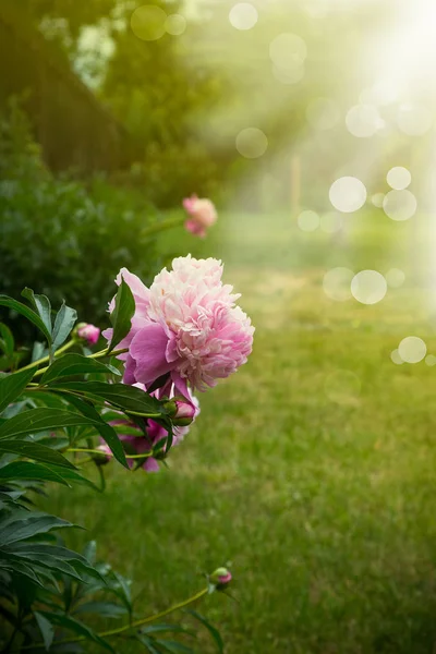 Hermosa peonía rosa en un día soleado —  Fotos de Stock
